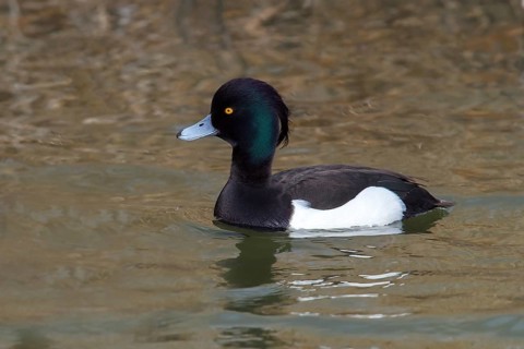 Tufted Duck (Aythya fuligula)