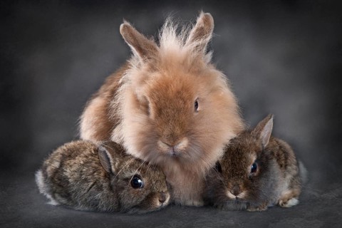 Dwarf rabbit (Oryctolagus cuniculus forma domestica)