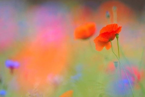 Common Poppy (Papaver rhoeas)