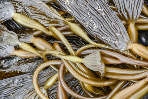 Washed up kelp on the beach
