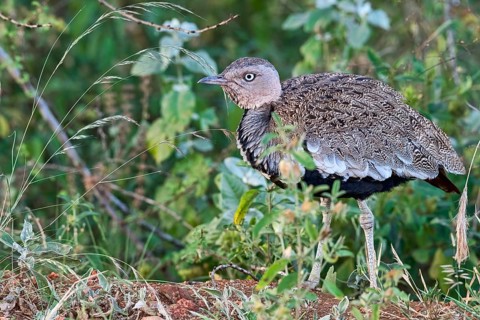 Black-bellied bustard (Lissotis melanogaster)