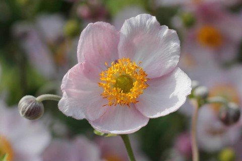 Chinese anemone (Anemone hupehensis)