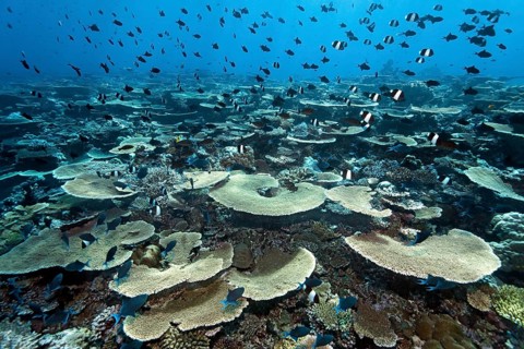 Reef flat with Acropora table coral (Acropora hyacinthus) and numerous