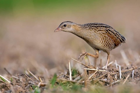 Corncrake (Crex crex)