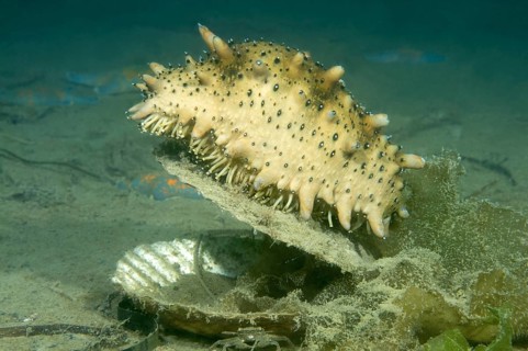 Japanese Spiky Sea Cucumber or Japanese Sea Cucumber (Apostichopus japonicus)