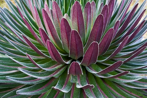 Giant Lobelia (Lobelia deckenii)