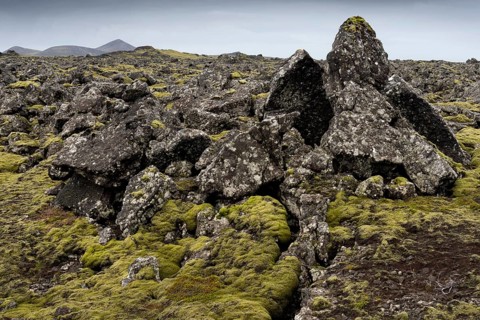 Elongate Rock Moss (Niphotrichum elongatum) growing in a lava field
