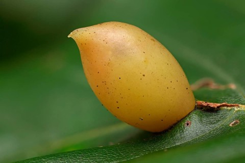 Gall of the beech gall midge (Mikiola fagi) on leaf of beech (Fagus sylvatica)