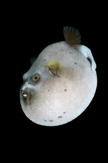Blackspotted puffer (Arothron nigropunctatus)