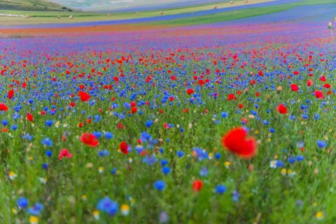 Blooming meadow