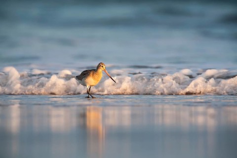 Bar-tailed Godwit (Limosa lapponica) wading along the shoreline