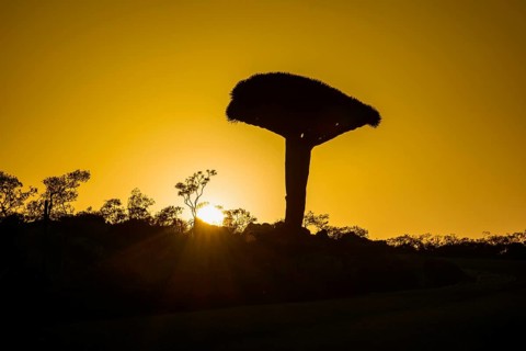 Socotra Dragon Tree or Dragon Blood Tree (Dracaena cinnabari)