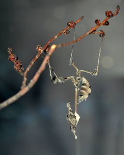 Wandering Violin Mantis (Gongylus gongyloides) on a branch