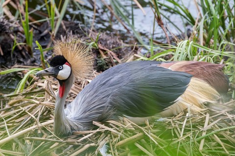 Black Crowned Crane (Balearica pavonina)