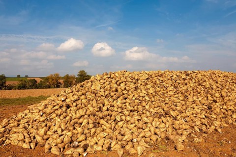 Sugar beet harvest