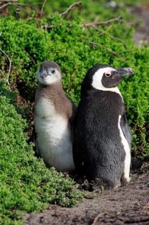 Jackass Penguins or African Penguins (Spheniscus demersus)
