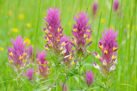 Field Cow-wheat (Melampyrum arvense)