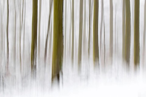 Winter forest