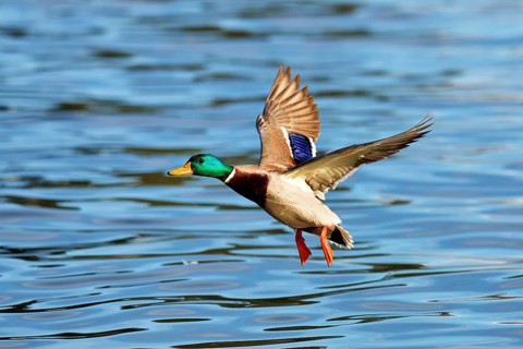 Mallard (Anas platyrhynchos)