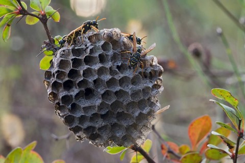 Paper Wasps (Polistes Nimpha) at nest