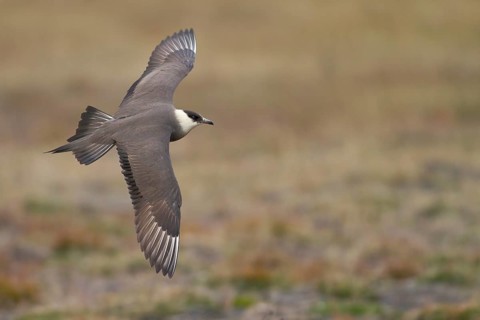 Parasitic jaeger or Arctic Skua (Stercorarius parasiticus) in flight