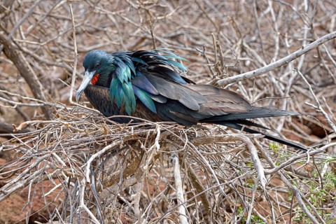 Great frigatebird (Fregata minor)