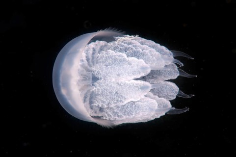 Barrel Jellyfish or Dustbin-lid Jellyfish (Rhizostoma pulmo)