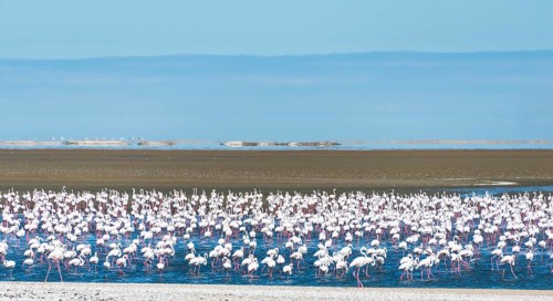 American flamingos (Phoenicopterus ruber) and Lesser Flamingos (Phoeniconaias minor)