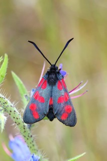 Six-spot Burnet (Zygaena filipendulae