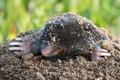 Mole (Talpa europaea)