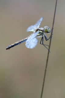 Black Meadowhawk or Black Darter (Sympetrum danae)