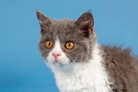 Selkirk Rex kitten
