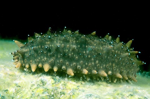 Japanese Spiky Sea Cucumber or Japanese Sea Cucumber (Apostichopus japonicus)