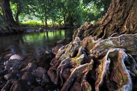 Chestnut tree at a river