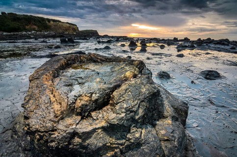 Petrified tree trunks