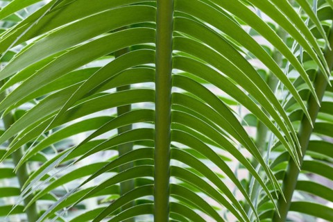 Giant Dioon