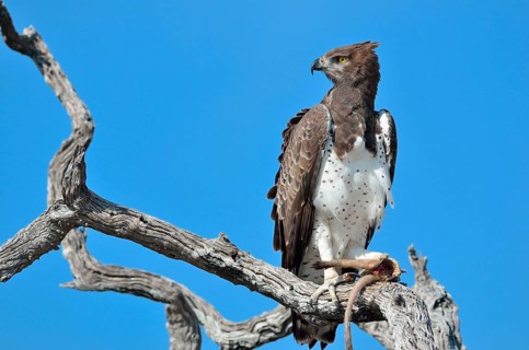 Martial Eagle (Polemaetus bellicosus)
