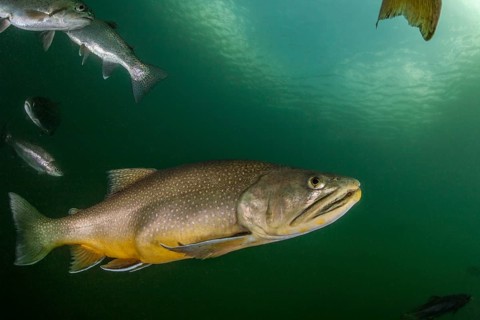 Brook trout (Salvelinus fontinalis)