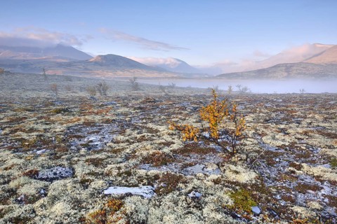 Downy Birch trees (Betula pubescens) and Reindeer Lichen (Cladonia rangiferina)