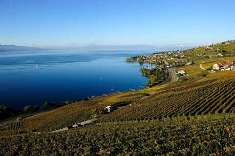 The vineyards of Lavaux on Lake Geneva