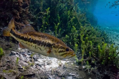 Largemouth Bass (Micropterus salmoides) in Santa Fe River