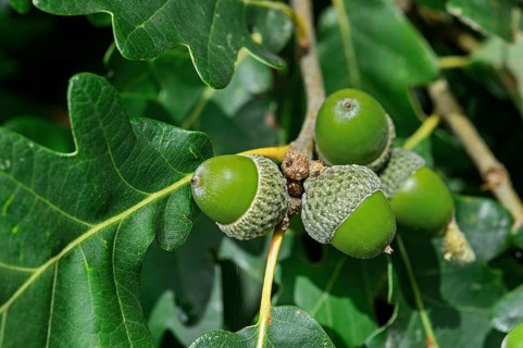 Acorns of the Downy Oak or Pubescent Oak (Quercus pubescens)