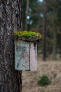 Moss-covered bird house
