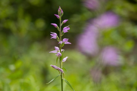 Red Helleborine (Cephalanthera rubra)