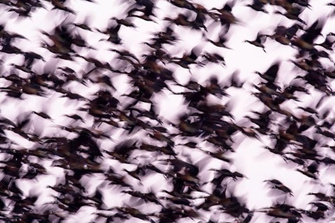 Flock of White-faced Whistling Ducks (Dendrocygna viduata) taking flight in early morning