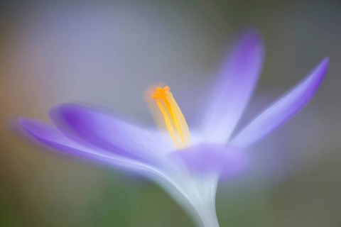 Woodland crocus (Crocus tommasinianus)