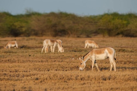 Onagers or Asiatic wild asses (Equus hemionus)