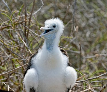 Great frigatebird (Fregata minor)