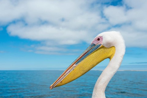 Great White Pelican (Pelecanus onocrotalus) in Walvis Bay