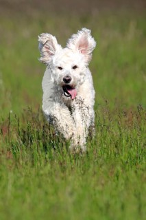Labradoodle